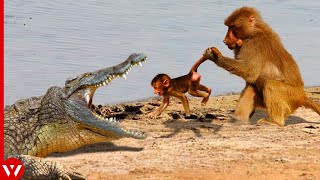 Top 15 Moments Monkey Killed Brutally by Other Animals by WildLife Tales 12,450 views 9 months ago 8 minutes, 4 seconds