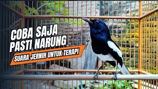 suara BURUNG kacer GACOR ngeplong KONSLET Tarung ini Paling Ampuh buat PANCINGAN KACER agar EMOSI