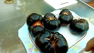 A quick taste test of the black beauty tomato grown from Baker Creek seeds.