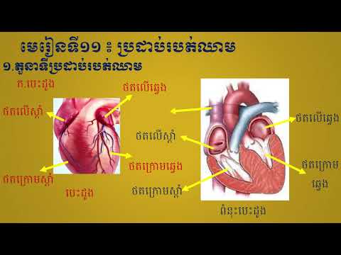 មេរៀនទី១១ ប្រដាប់របត់ឈាម  ២ តួនាទីប្រដាប់របត់ឈាម