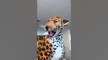 Chocolate Leopard! 🐆 I love the way the eyes turned out! What should I do next? #amauryguichon