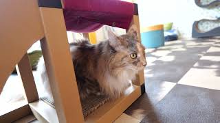 【Mainecoon】Mei by TOKYO CATS 145 views 1 year ago 2 minutes, 11 seconds