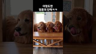 이정도면 영혼의 단짝ㅋㅋ