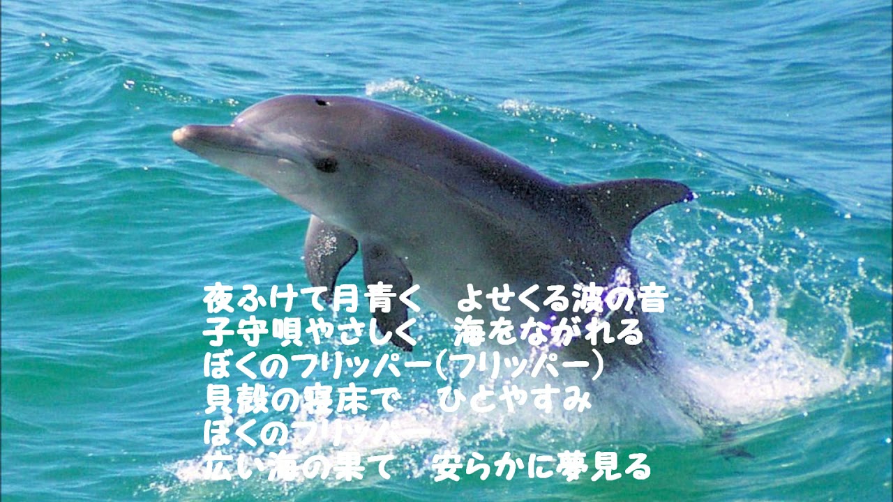 わんぱくフリッパー　トランプ わんぱくフリッパー - YouTube