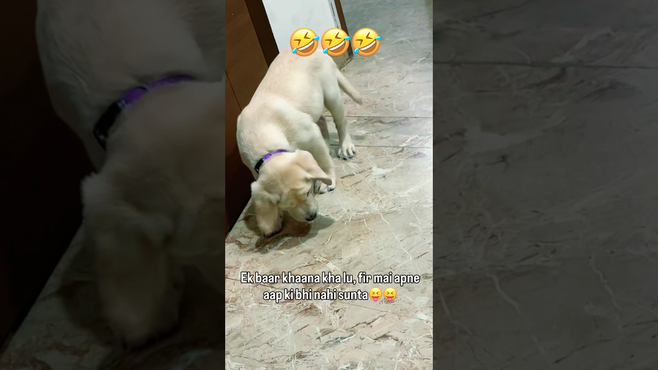 Enter at your own risk🤣🤣🤣 #trending #funny #cute#trendingshorts #ytshorts #viral #shortsfeed #fyp