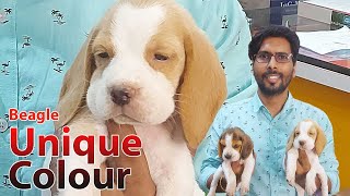 Unique Color Beagle | Lemon Color Beagle | Samaria Pet Shop