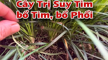 Cây trị suy Tim bổ Tim . PHAN HẢI Channel