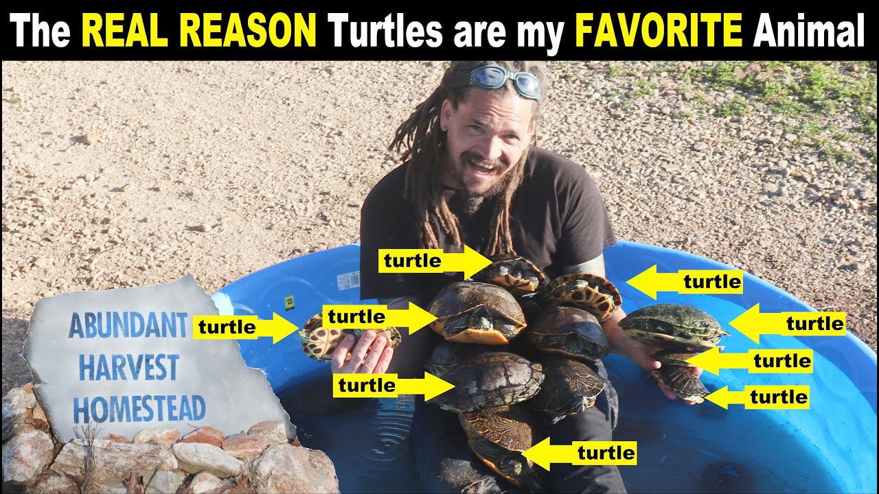 The REAL REASON Turtles are my FAVORITE Animals - YouTube