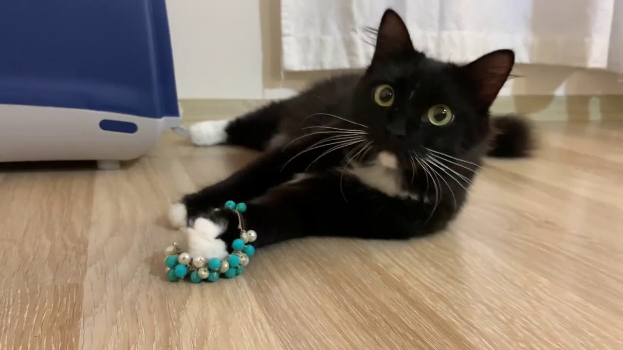 Cats and Bracelet YouTube
