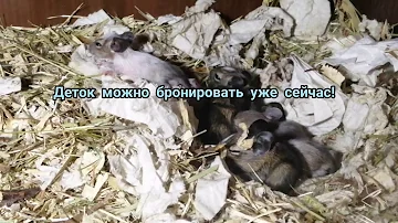 Помет дегу С.