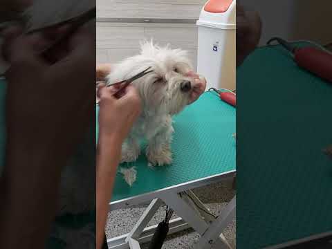 Video: Malattia del cane Parkinson