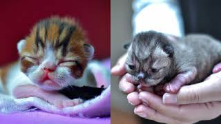 The Life of a kitten  #2 Exotic Shorthair