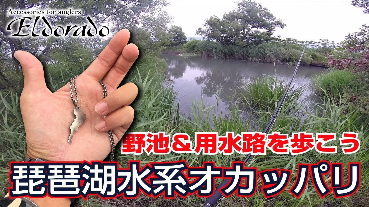 野池 用水路を歩こう 琵琶湖水系オカッパリ釣行 Youtube