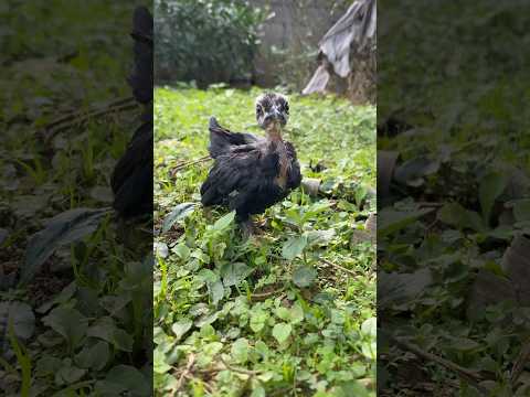 Mini garnizé | Chácara dos garnizés