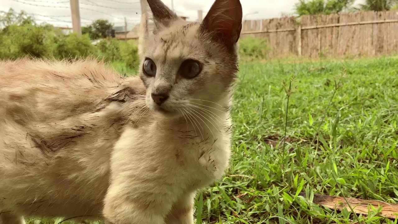 Ámalos, no los abandones