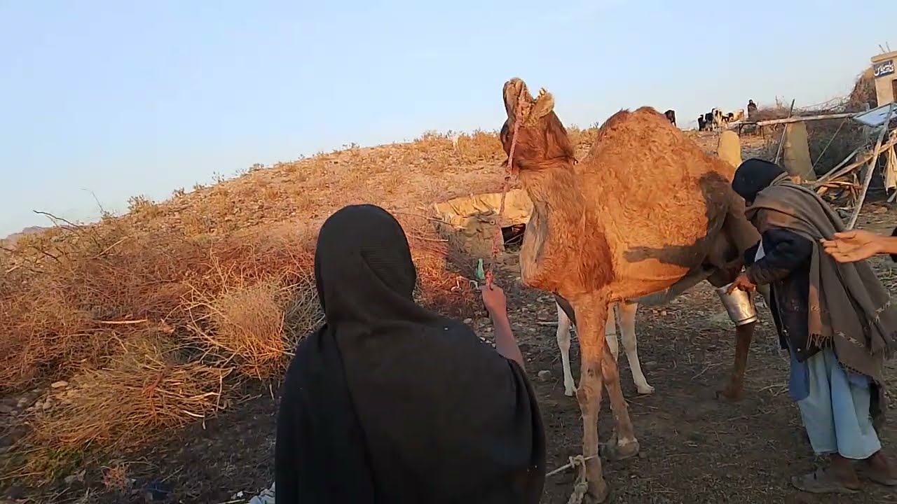 February 13, 2026اونٹ 🐪 | صحرا کا خاموش ہیرو | Amazing Camel Facts | SubhanAllah