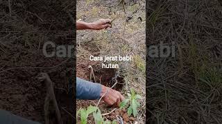 cara jerat babi hutan
