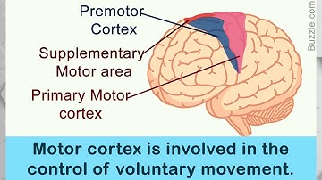 Localisation of Brain Functions | Psychology Revision Session