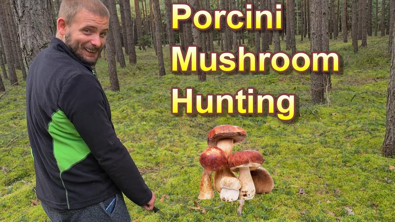Foraging for porcini Mushroom hunting in the forest Poland YouTube