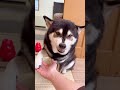 世界一遅いオテをくりだす柴犬