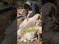 Shearing a ram #shetlandsheep #sheep #farm #homestead #wool #sheepshearing #farmanimals #farmlife