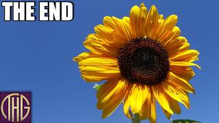 Endings And Beginnings :: 2026 Garden Final Update