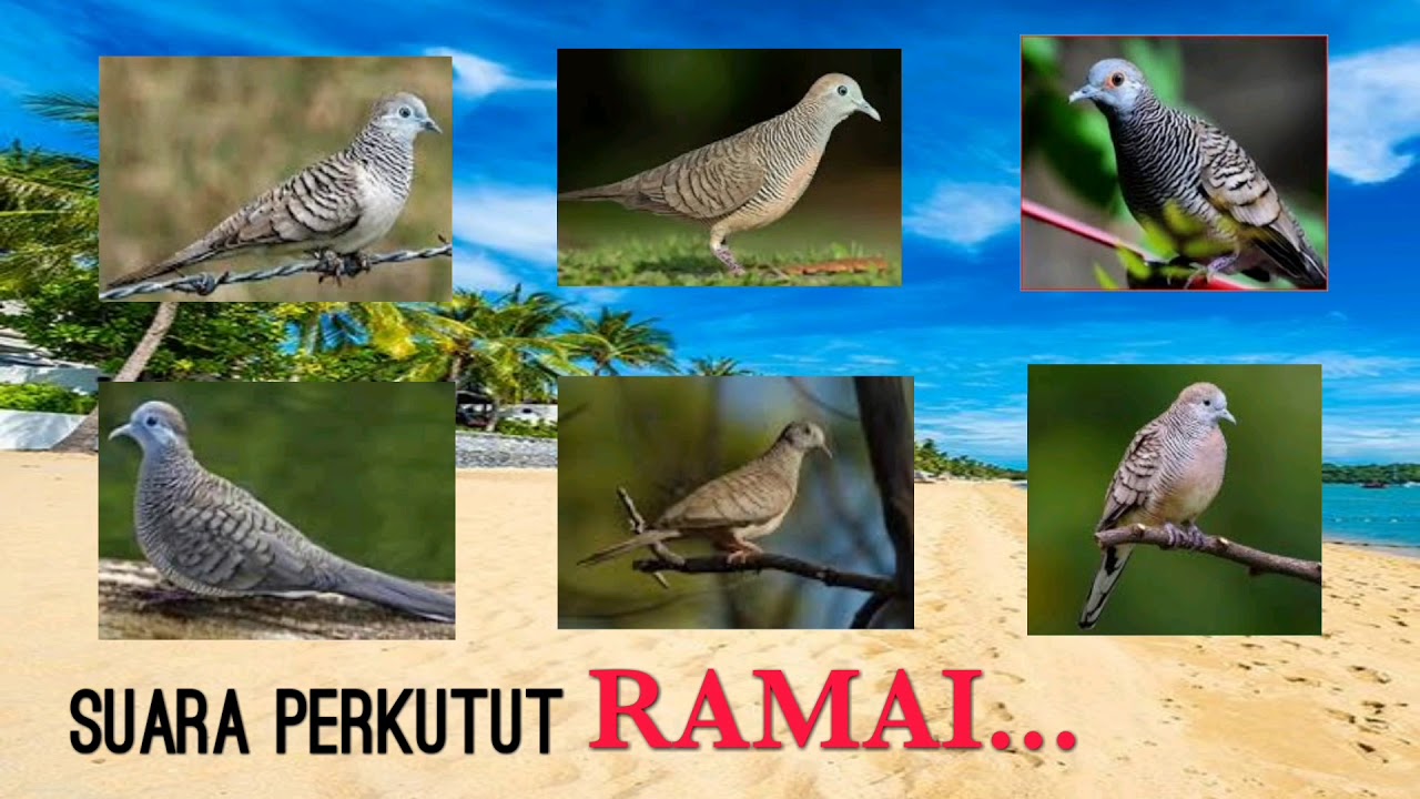 SUARA PERKUTUT RAMAI || UNTUK PANCINGAN BURUNG YANG MACET ATAU