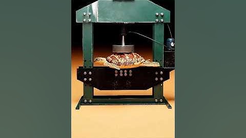 How Strong is a Turtle Shell 🤯