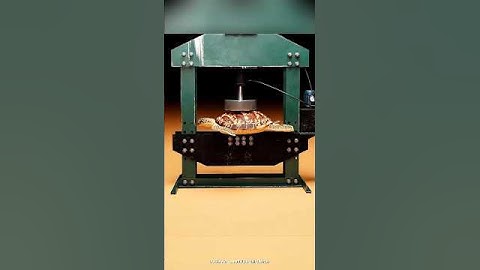 How Strong is a Turtle Shell 🤯