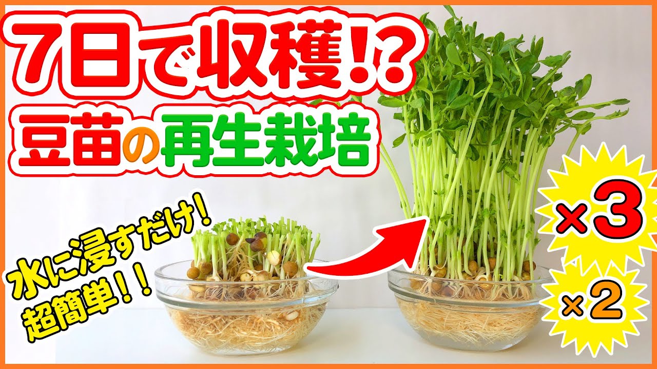 豆 苗 育て 方