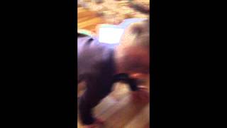 12 Months Old Twerking And Dancing