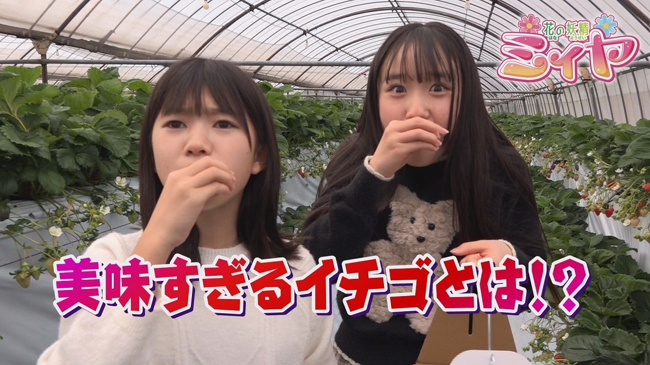 美味すぎるイチゴとは！？ 市場に出荷されない特上のイチゴを花の妖精たちが試食させて頂きました♪ その表情から美味しさが伝わりますよ～