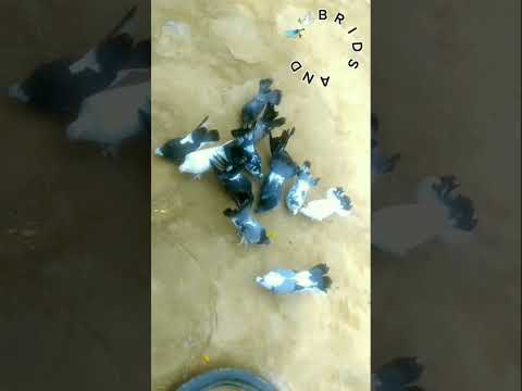 FANTAILS PIGEON EATING FOOD.                   #pigion #beautiful #birdlovers #bird #ytviral #shorts