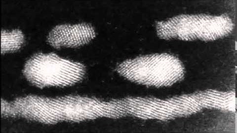 Dynamic HAADF STEM observation of single atom chain as transient state of Au...