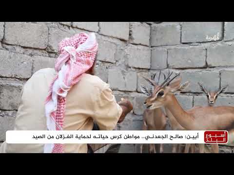 يمني يحول منزله ملاذاً للغزلان الجبلية في أبين