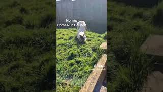 Norman
