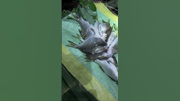 Rừng Mưa Nhiệt Đới, Săn cá đầu mùa mưa Ep3 | Di Hướng Nội