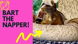 Cute Squirrel Eating Nuts! Nope, Just Waking Bart Up From His Nap