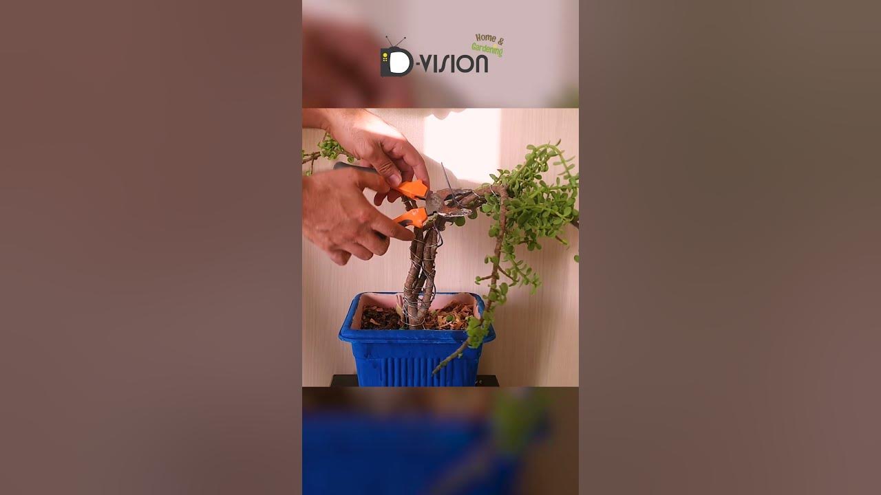 HOW to PRUNE the ELEPHANT BUSH YouTube