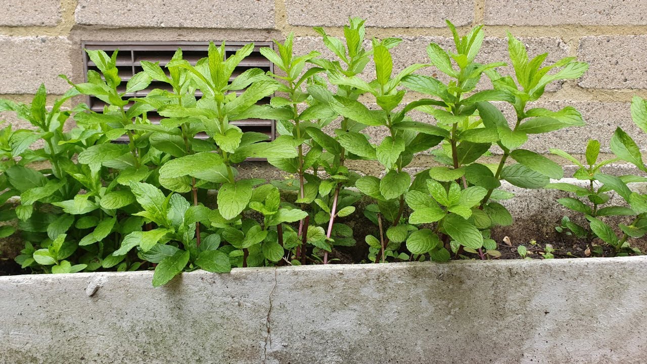 Growing mint leaves from cuttings for beginners