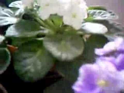 Video: Bənövşəyi DS-Parlayan Zəng (18 şəkil): Saintpaulia Növünün Təsviri, Becərilməsi