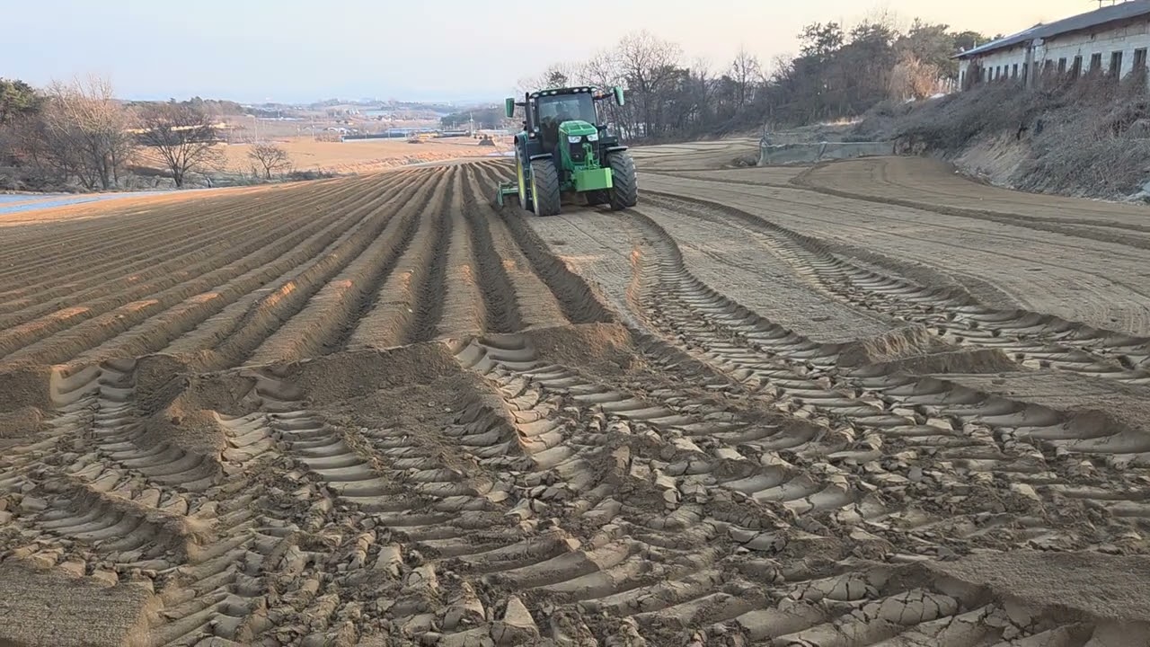 감자 심기 베토 작업