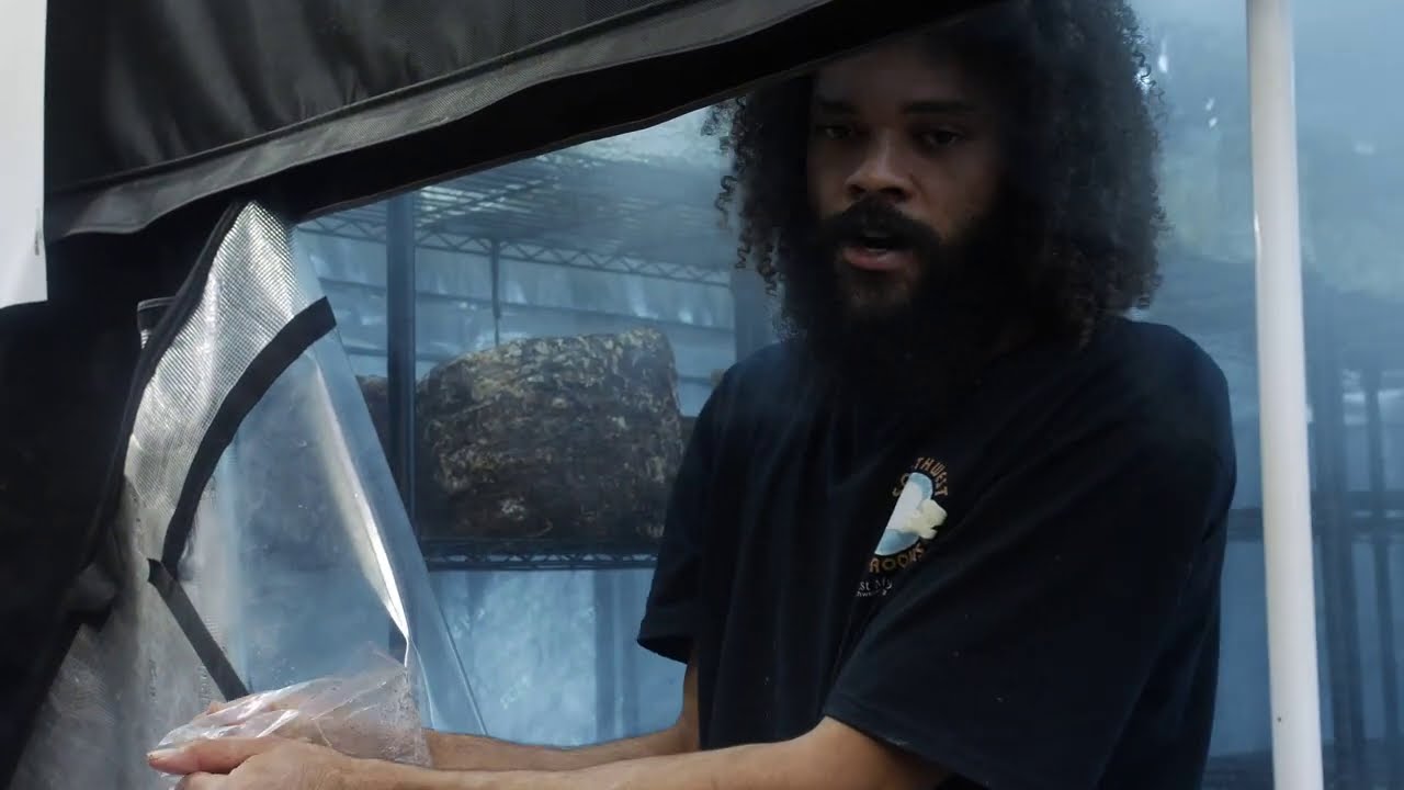 Loading Shiitake Mushroom Production Blocks Into Grow Room for Fruiting