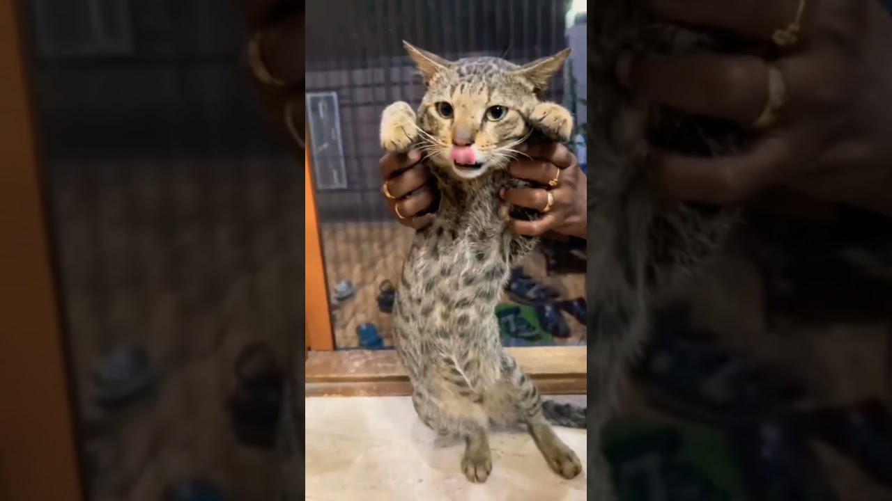 My Cute Cat Sitting and Meowing, Turned Into A Funny Dance Moment that Made Us Laugh 🐾 | Leelu Vibes