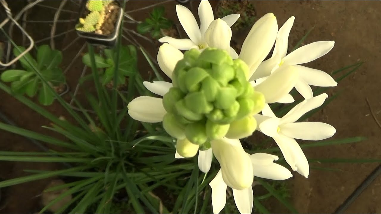 How to care Tuberose plant / রজনিগন্ধা (Update) (With English subtitle) YouTube