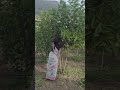 mulberry tree pruning #sericulture #farming #bosch #agriculture #nature #trending