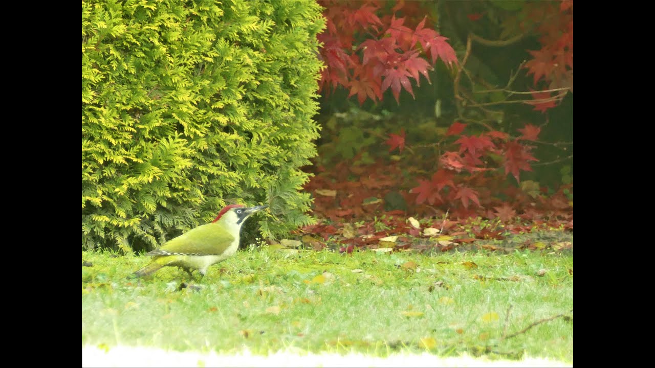Groene specht (woodpecker) in tuin te Deurne - YouTube
