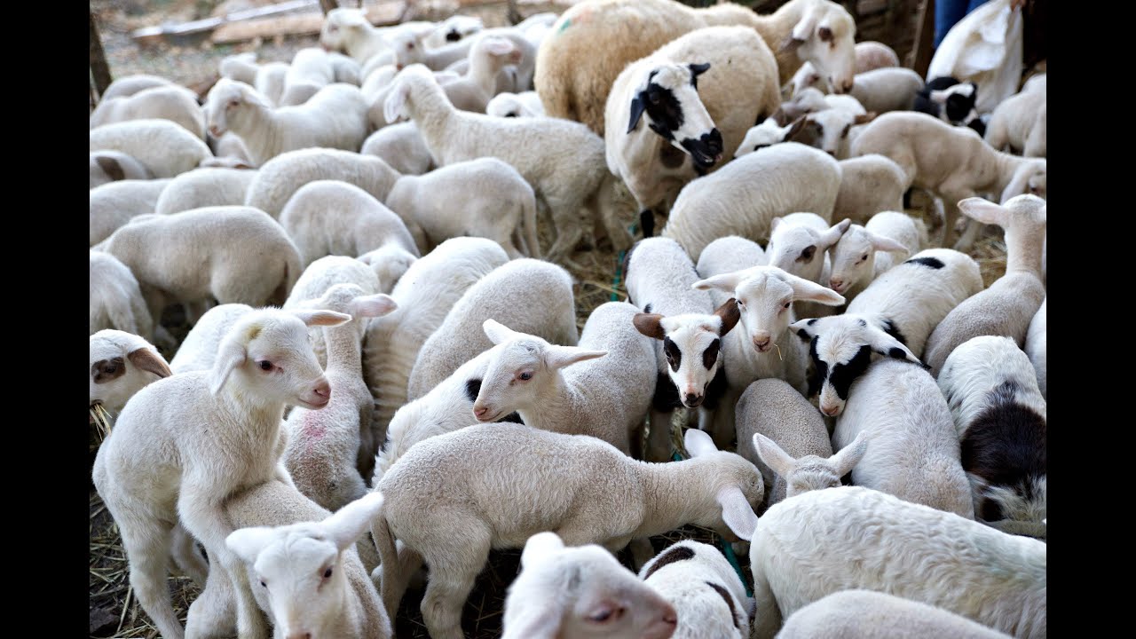 Πρόβατα - Γίδια - Αρνάκια - Flocks of Sheep 🐑 Goats 🐐-#sheep #goat #koyun #cabras #animals #horse