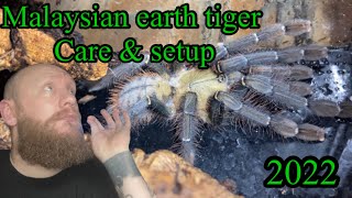 Malaysian earth tiger . Omothymus schioedtei.  #malaysianearthtiger #earthtiger