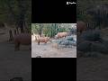 Day at the Zoo #zoo #animal #animals #zoology #rhino #zebra #monkey #life #relax #relaxing #fy #fypシ